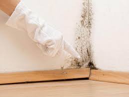 Reliable Millcreek, UT Mold Removal Services Solutions